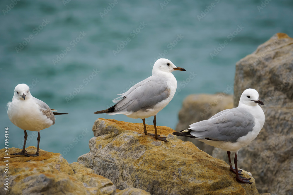 Hartlaub's gull or king gull (Chroicocephalus hartlaubii). Kleinmond, Whale Coast, Overberg, Western Cape, South Africa. Hartlaub's gull or king gull (Chroicocephalus hartlaubii). Kleinmond, Whale Coast, Overberg, Western Cape, South Africa.
