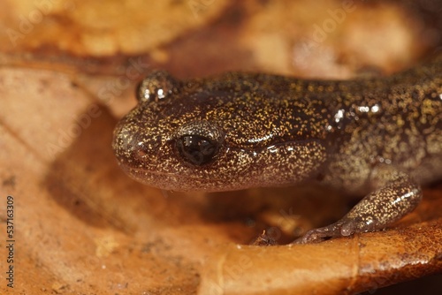 Closeup on a juvenile Japanese endemic Hokkaido salamander, Hynb