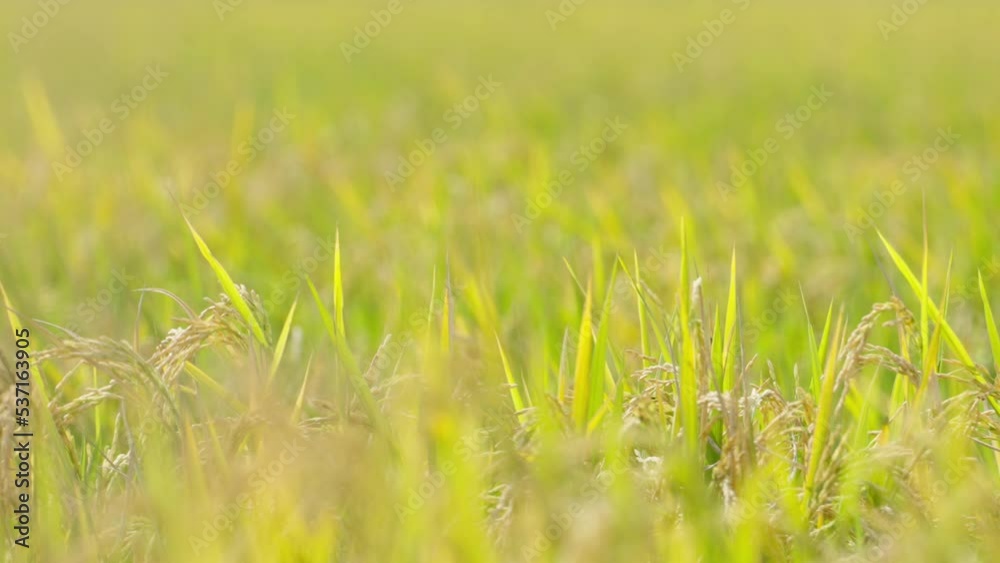 Real shot of rice fields