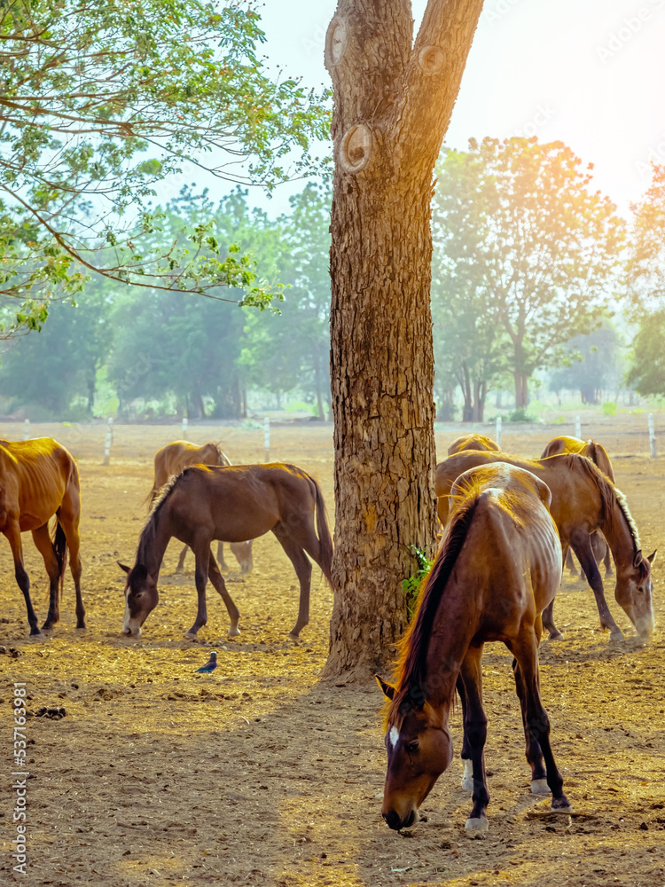 Fototapeta premium Horses grazing in field in evening. Many horses on pasture in sunset light. Majestic brown horses pasturing in warm spring sunshine. Herd of horses eating grass and straw in field. Animals and food.
