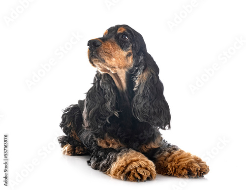 English Cocker Spaniel