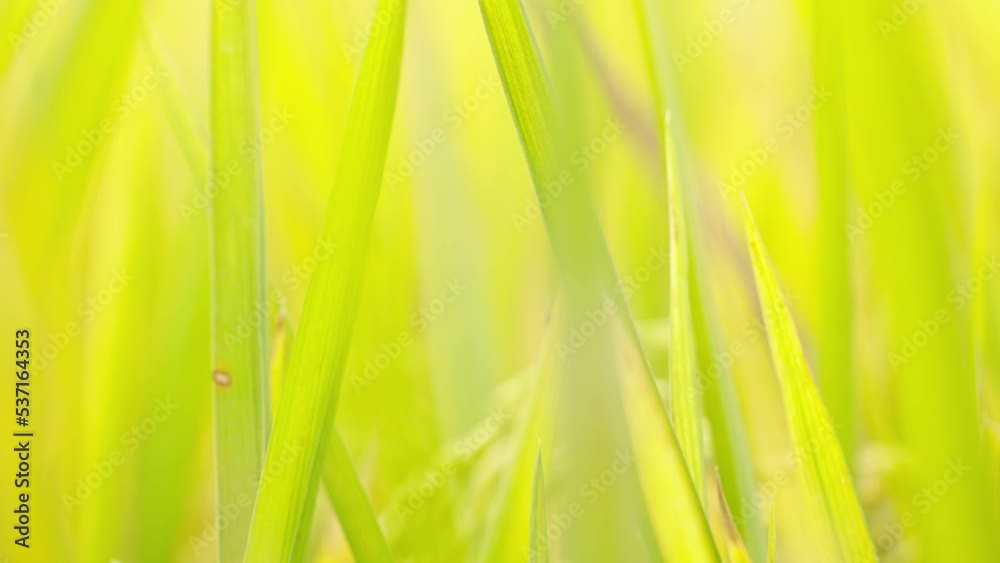 Real shot of rice fields