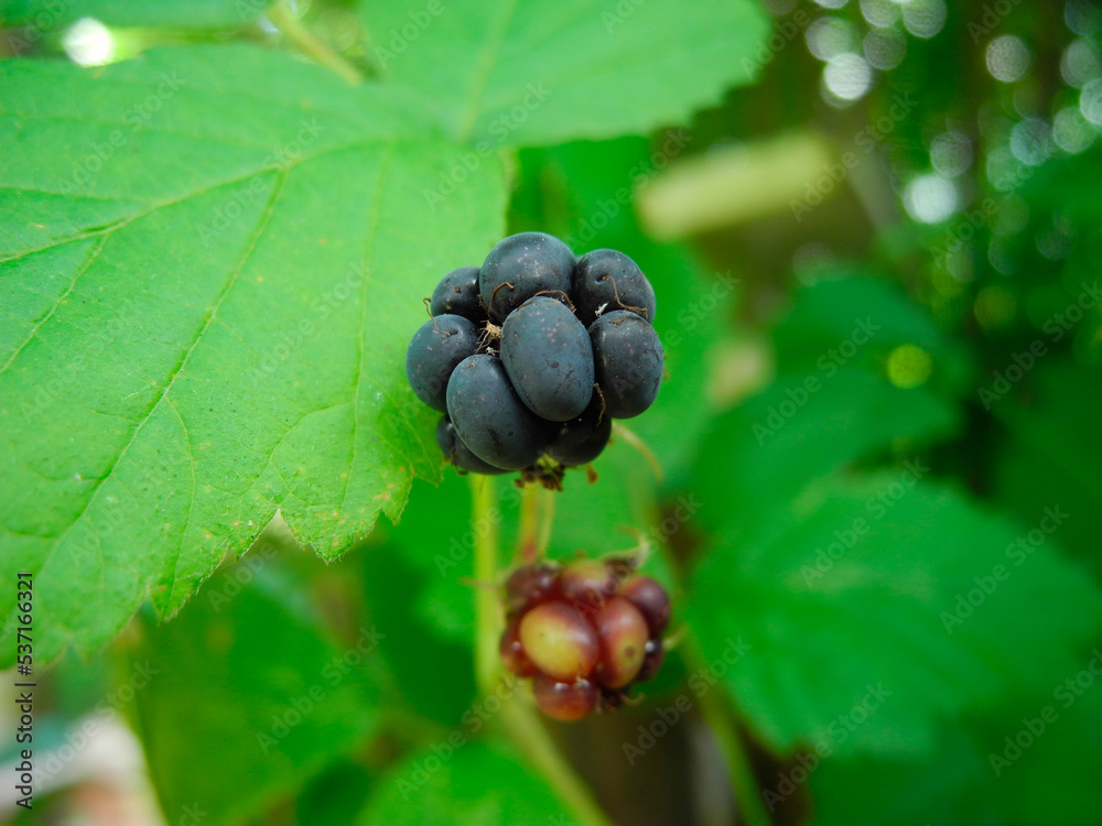 Fresh Blackberries In The Garden. Ripe Blackberry Fruit On A Branch With Green Leaves. Fresh Blackberries In The Garden. Ripe Blackberry Fruit On A Branch With Green Leaves.