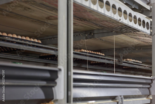 Hatching broilers from eggs in incubator area.