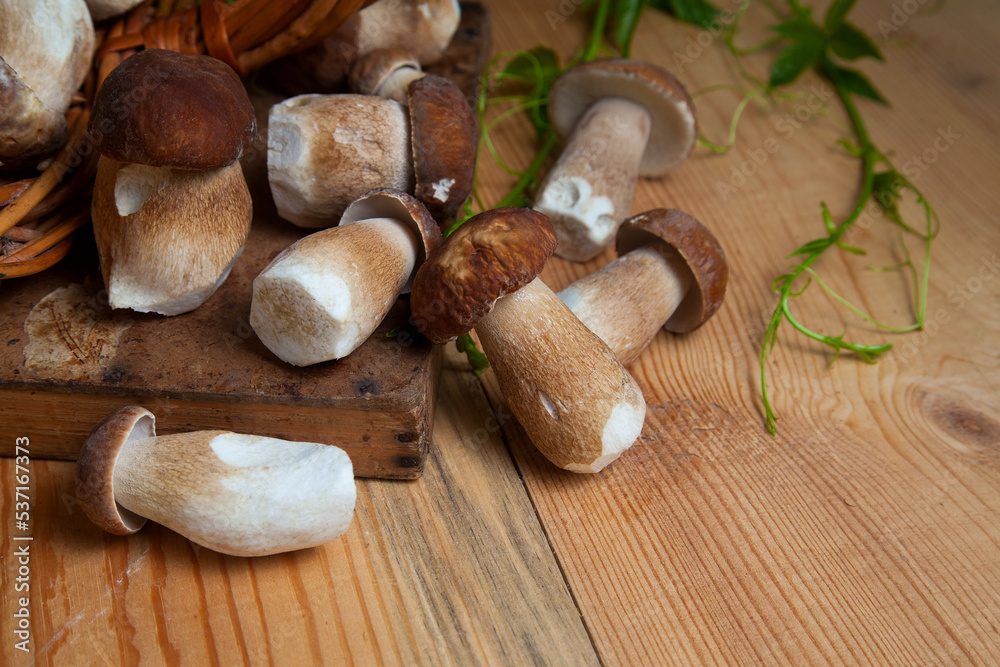 Pile of wild porcini mushrooms on wooden background at autumn season.. Pile of wild porcini mushrooms on wooden background at autumn season..