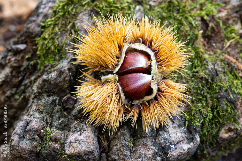 chestnut hedgehogs already ripe and fallen on the ground in Spain chestnut hedgehogs already ripe and fallen on the ground in Spain