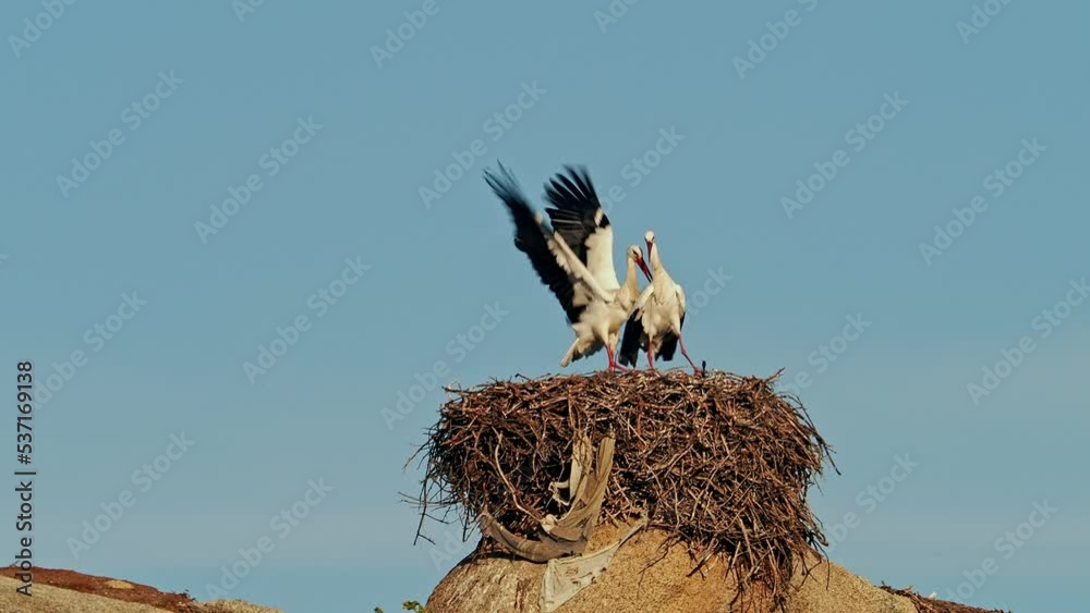 White storks, Ciconia ciconia, mating in the nest. Wild animals ...