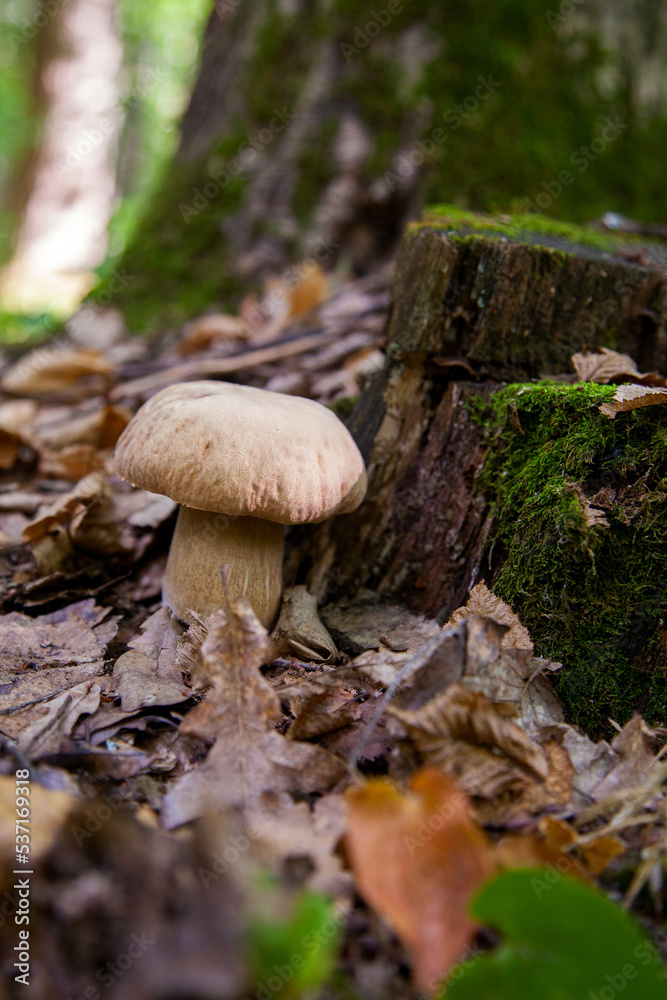 Single Boletus mushroom in the wild. Porcini mushroom grows on the forest floor at autumn season.. Single Boletus mushroom in the wild. Porcini mushroom grows on the forest floor at autumn season..