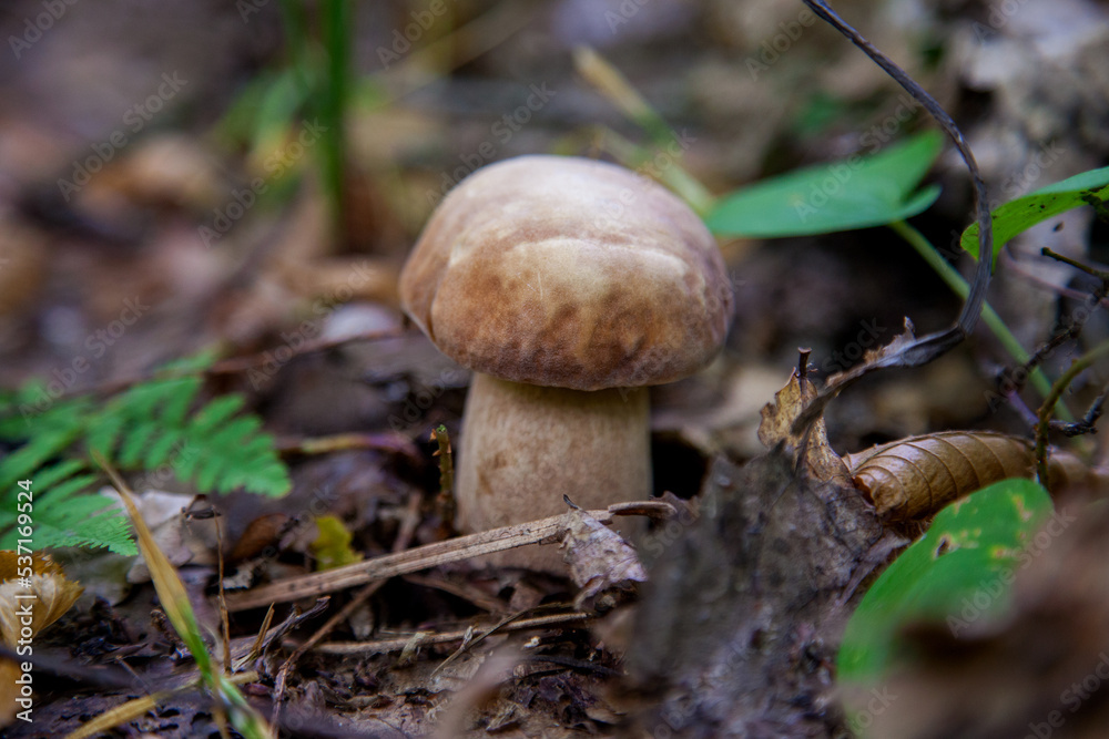 Single Boletus mushroom in the wild. Porcini mushroom grows on the forest floor at autumn season.. Single Boletus mushroom in the wild. Porcini mushroom grows on the forest floor at autumn season..