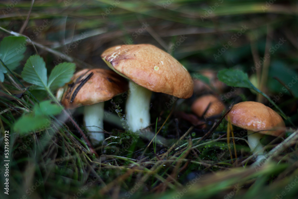mushroom in the forest mushroom in the forest