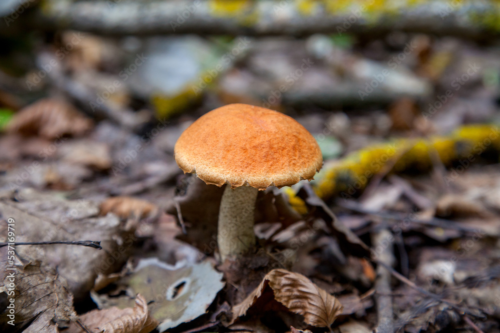 Single red boletus mushroom in the wild. Red boletus mushroom grows on the forest floor at autumn season.. Single red boletus mushroom in the wild. Red boletus mushroom grows on the forest floor at autumn season..