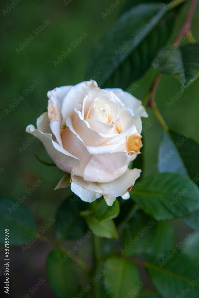 Beautiful rose bush growing in the garden.