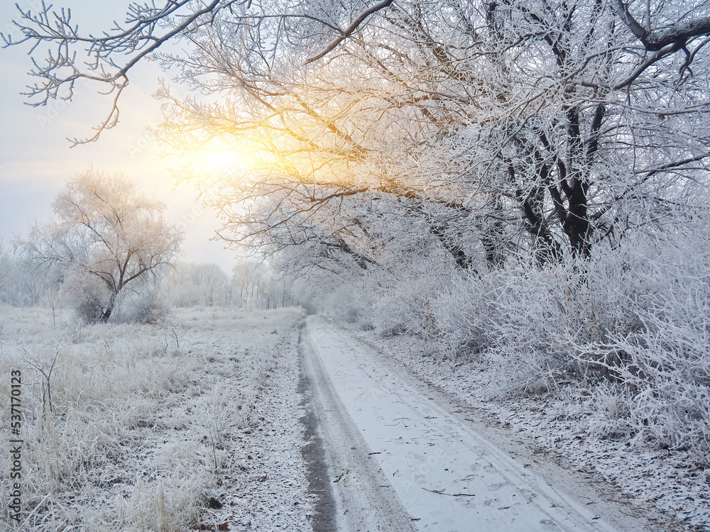 Winter, forest, snow. Snow-covered pine forest, trees in the snow, a beautiful winter landscape.