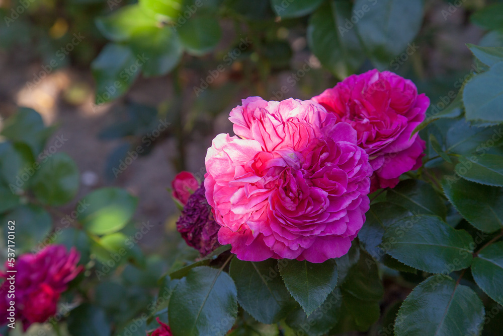 Beautiful rose bush growing in the garden. Beautiful rose bush growing in the garden.
