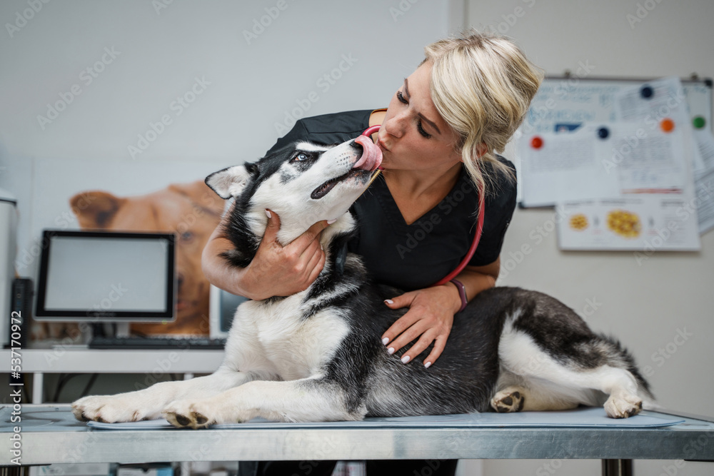 Portrait of blond haired glad veterinarian woman kissing husky dog in veterinary clinic. Portrait of blond haired glad veterinarian woman kissing husky dog in veterinary clinic.