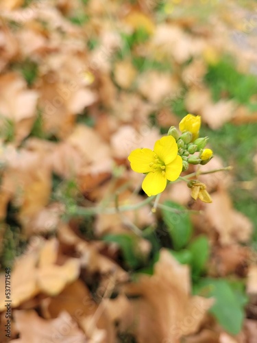 Small wild yellow flower on the autumn maple leaves background. Closeup of yellow wildflower. Nature backdrop with copy space.