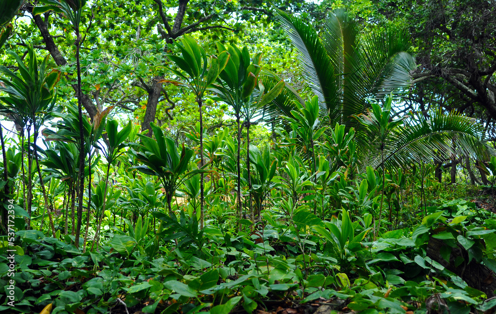 Dense tropical farm full of exotic plants and generic vegetation in Papua New Guinea. Dense tropical farm full of exotic plants and generic vegetation in Papua New Guinea.