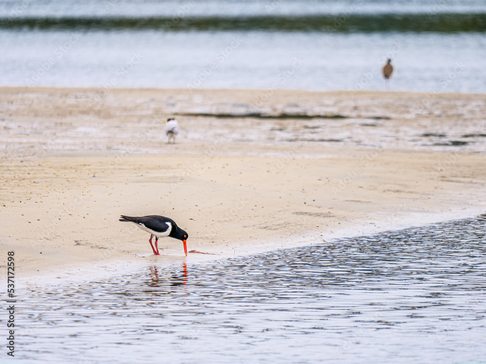 Pied Oystercatcher Feeding