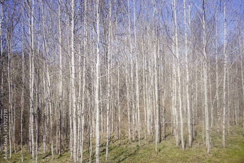 birch forest in spring