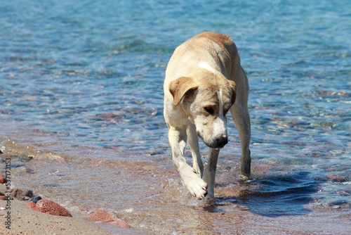 golden retriever dog on beach