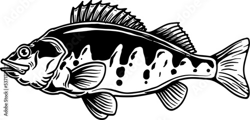 Illustration of perch fish in engraving style. Design element for poster, card, banner, emblem, sign. Vector illustration