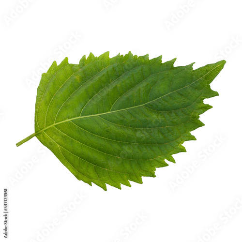 Fresh Green Shiso or Oba leaf isolated on an alpha background. photo