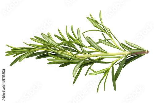 Fotografie, Obraz Rosemary leaf herbal is spices isolated on an alpha background