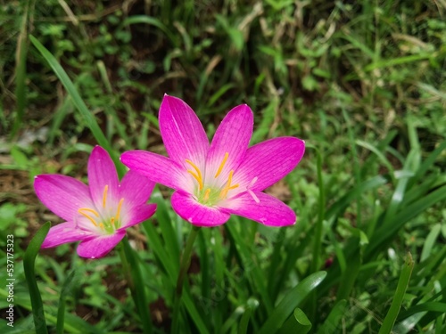 Zephyranthes Minuta Flower 