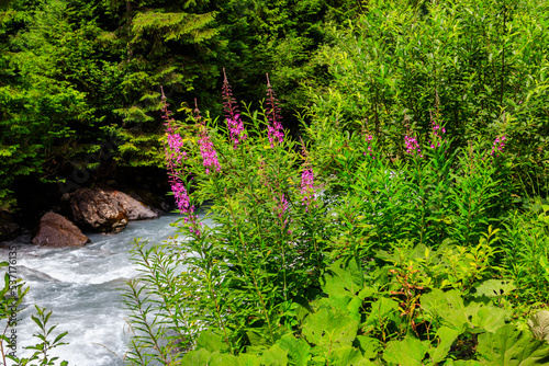 Rosebay willowherb or fireweed (Chamaenerion angustifolium) growing by the river