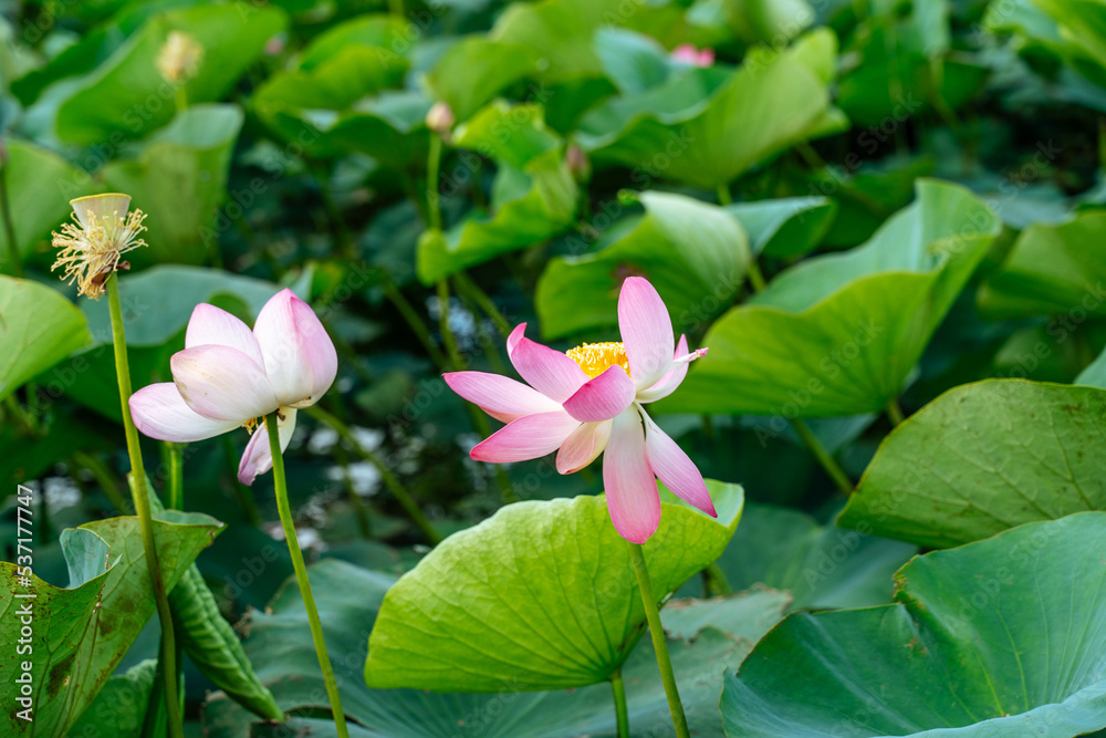 A pink lotus flower sways in the wind, Nelumbo nucifera. Against the background of their green leaves. Lotus field on the lake in natural environment. A pink lotus flower sways in the wind, Nelumbo nucifera. Against the background of their green leaves. Lotus field on the lake in natural environment.