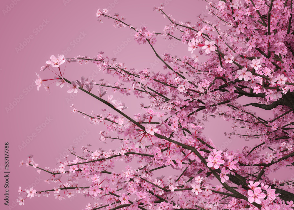 3D Sakura branches in pink