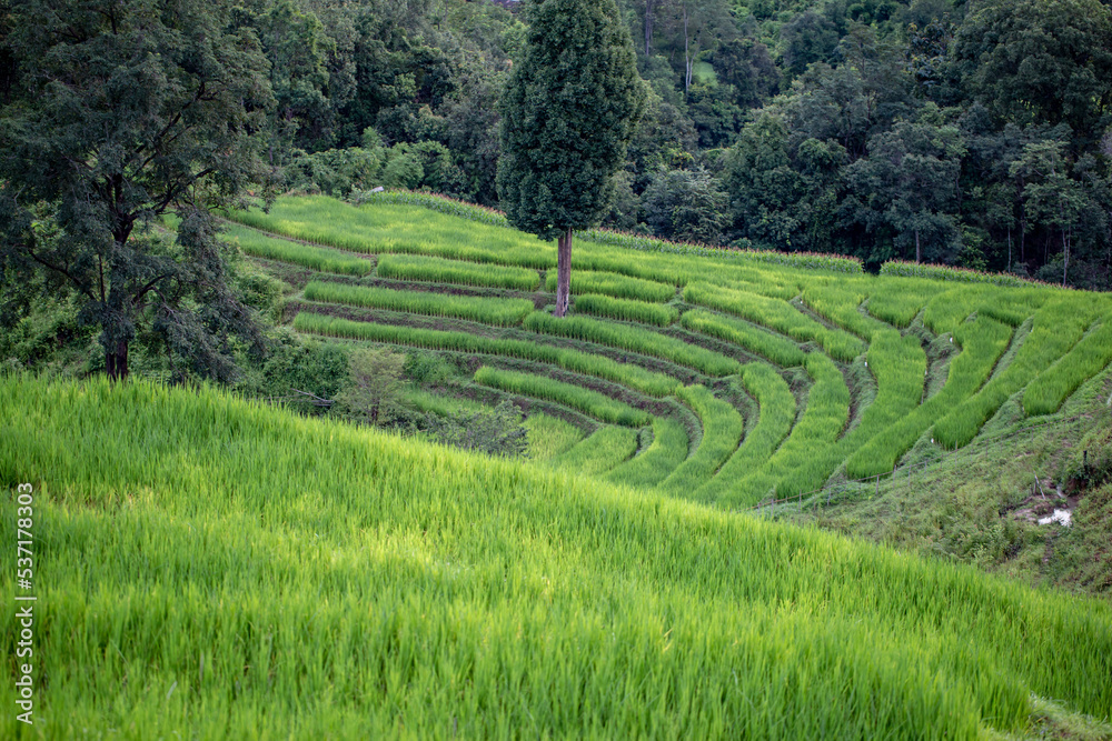 Photo of rice terraces and blurred nature background 