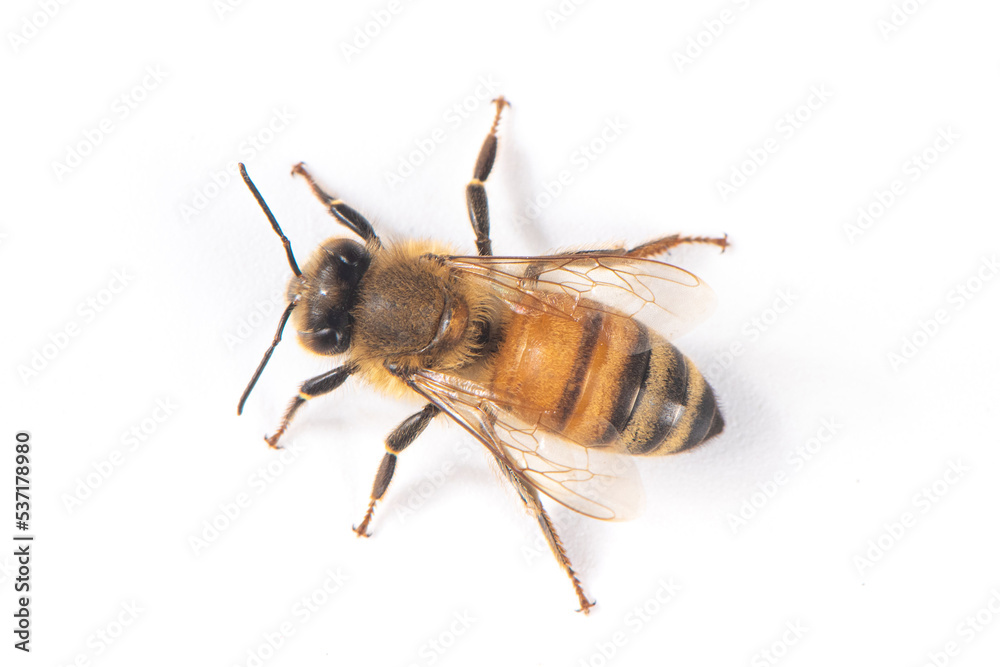 Closeup of bee with detail isolated on white background Closeup of bee with detail isolated on white background
