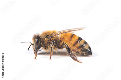 Closeup of bee with detail isolated on white background 