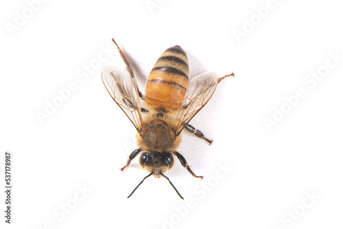 Closeup of bee with detail isolated on white background  © zhikun sun