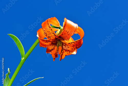 Türkenbund // Turk's cap lily, Martagon lily (Lilium martagon) - Stol, Slovenia photo