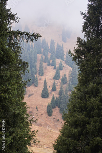 Vertical landscape with view on mountain spruce forest in fog.