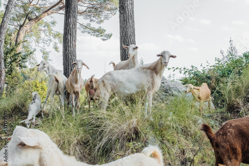 Domestic goats graze and eat grass on the slope.