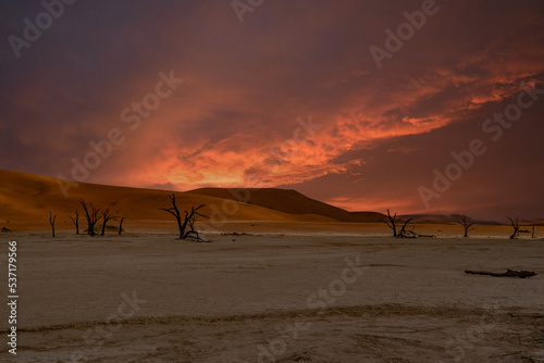 Dead Camelthorn Trees against red dunes and blue sky in Deadvlei  Sossusvlei. Namibia  Africa