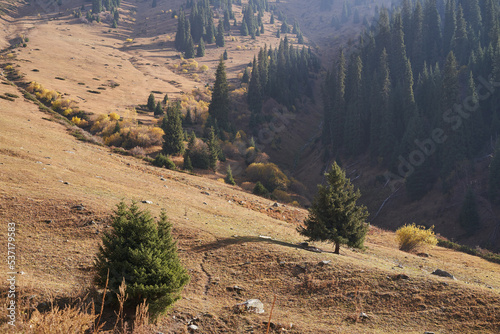 Colourful landscape with a spruces growing on golden mountain slope.