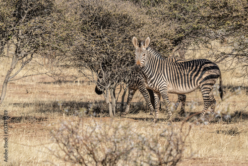 african plains zebra on the dry brown savannah grasslands browsing and grazing. focus is on the zebra with the background blurred  the animal is vigilant while it feeds