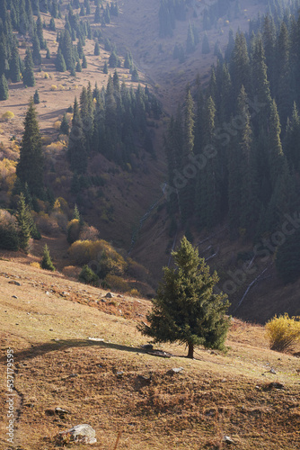 Colourful vertical landscape with a spruces growing on golden mountain slope.
