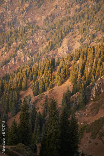 Slender green mountain firs lit by the setting sun in the valley.