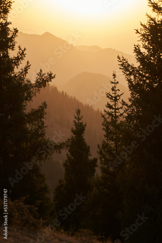 Scenery view on mountain valley with spruce silhouettes at golden hour.