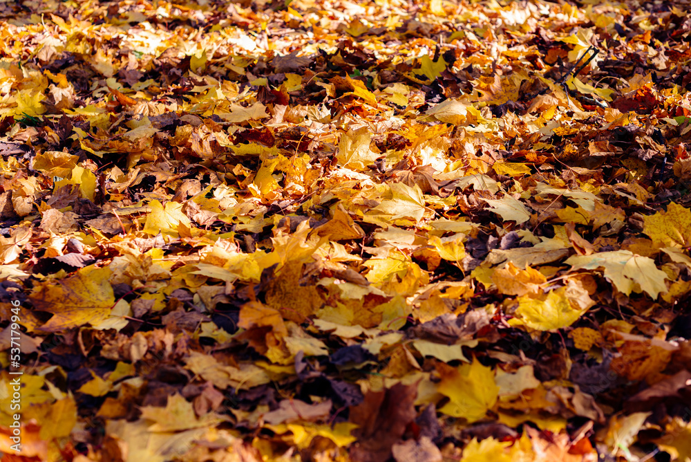 Golden, yellow leaves lie on the path in the autumn park