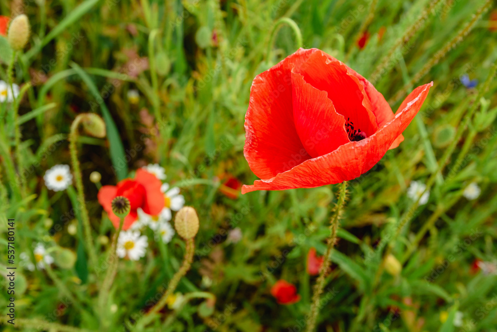 Poppy field. red flowers bloom in a field on a warm summer day. Poppy field. red flowers bloom in a field on a warm summer day.