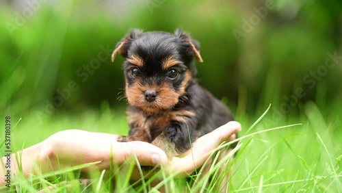 A cute, small, fluffy Yorkshireman terrier puppy sits in the guy's arms looking at the camera on a sunny summer afternoon against a green, floral garden.