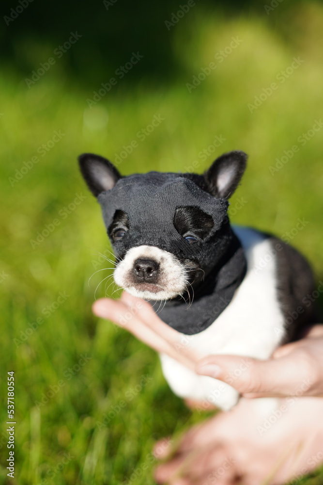 Funny, quirky, small, black and white chihuahua puppy, on the head with a black 