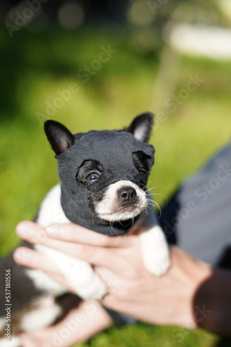 Funny, quirky, small, black and white chihuahua puppy, on the head with a black "ninja" mask against the background in green grass. Ninja Chihuahua