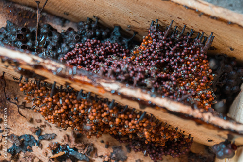 Detail of stingless beekeeping trigona producing one of the finest honey and pollen in a propolis bag, selective focus, close up image photo